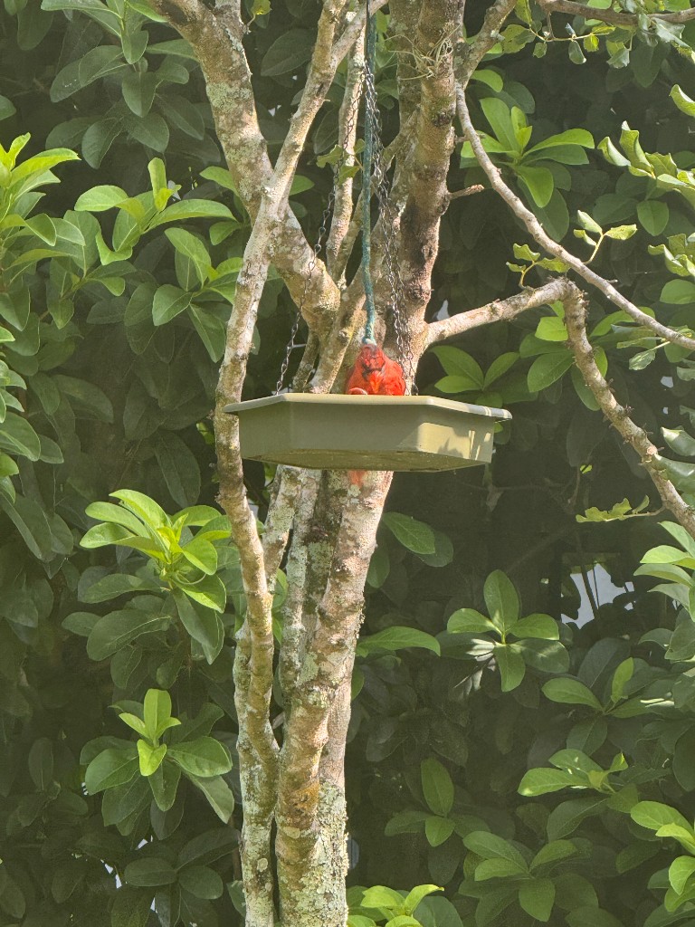 the cardinal feeding in the tray, head down